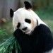 <b>Google rilascia Panda 20</b>